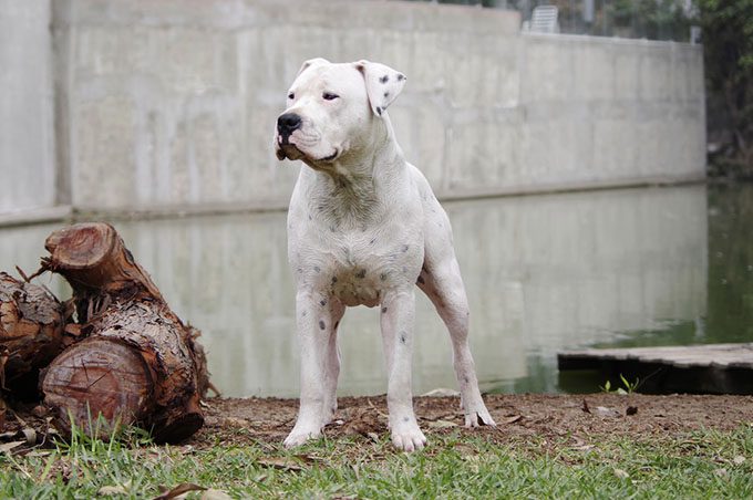 Dogo Argentino - Foto Valeria Ayvar