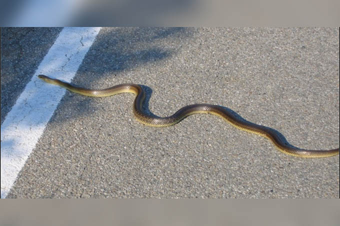 Adrano, i Vigili del fuoco catturano un serpente alla villa comunale