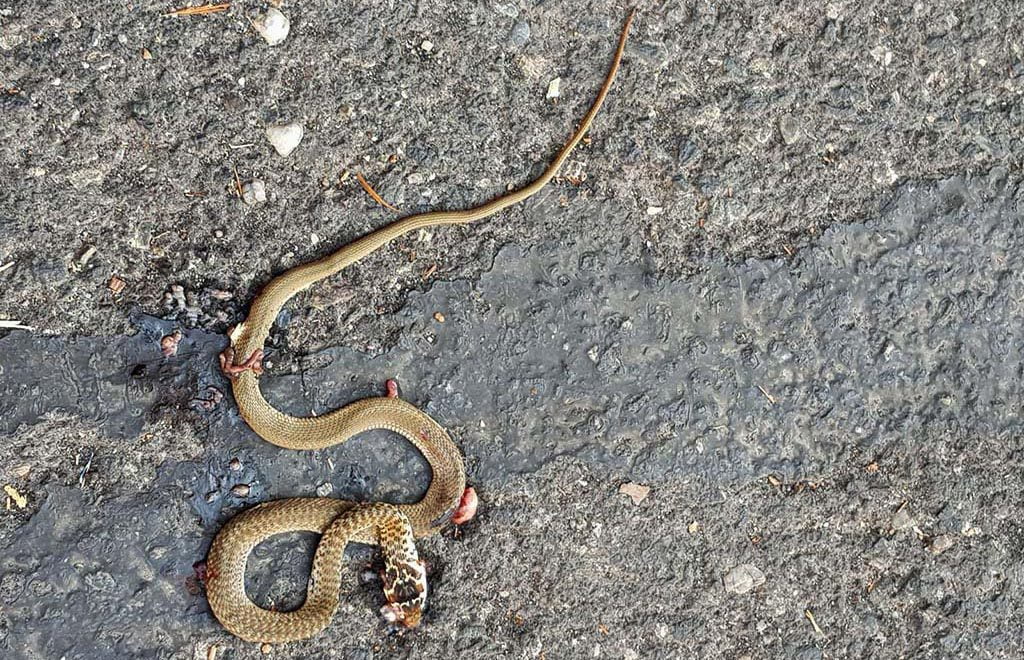 Santa Maria di Licodia, serpente in via Privitera