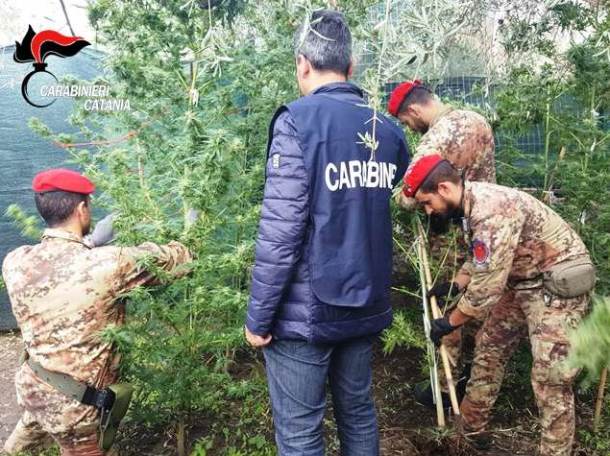 Adrano, scoperta coltivazione di cannabis
