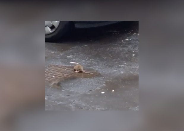 Santa Maria di Licodia, è allarme topi