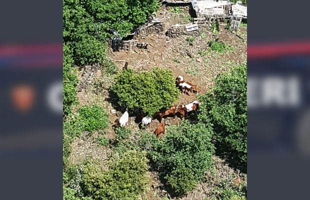 Bronte, rubati 14 cavalli. I Carabinieri li ritrovano