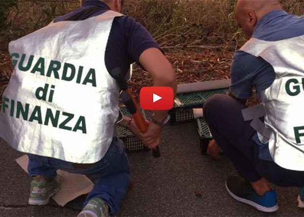 Catania. Guardia di Finanza sequestra 110 cardellini