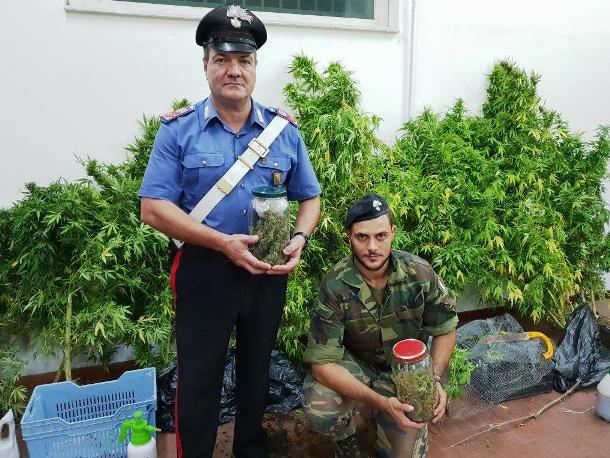 Biancavilla. Scoperta piantagione di marijuana