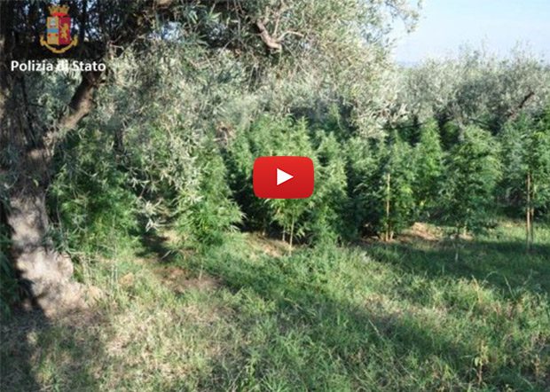 Carcaci. La Polizia scova appezzamento di terreno coltivato con marijuana
