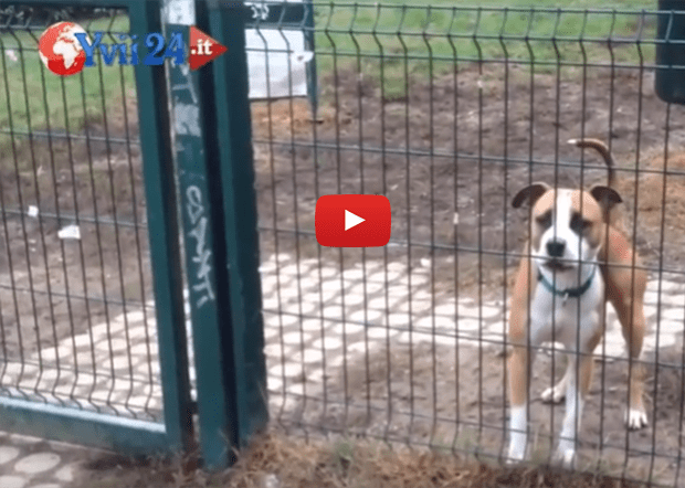 Santa Maria di Licodia. Il sindaco Mastroianni sull’ordinanza dei cani