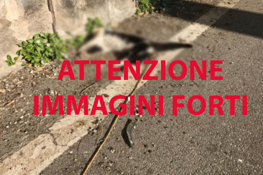 Santa Maria di Licodia. Shock per un gatto impiccato