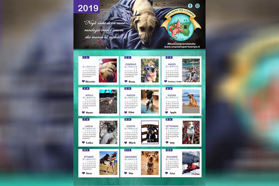 Belpasso. I cani le “star” del calendario “Una mano per quattro zampe”