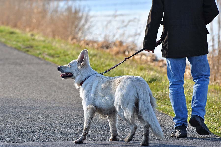 Santa Maria di Licodia. Deiezioni canine in centro