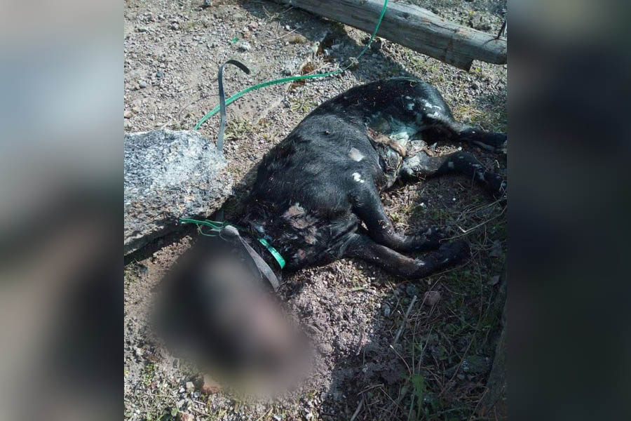 Santa Maria di Licodia. Ancora un cane impiccato: è il terzo animale che fa questa fine