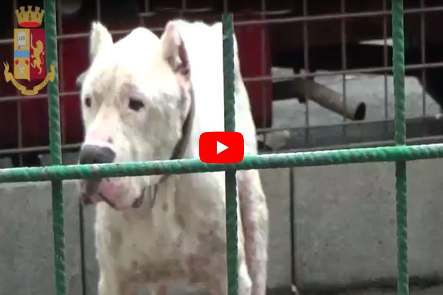 Catania. Demolito ricovero per cani: bestiole in pessime condizioni (VIDEO DEMOLIZIONE)