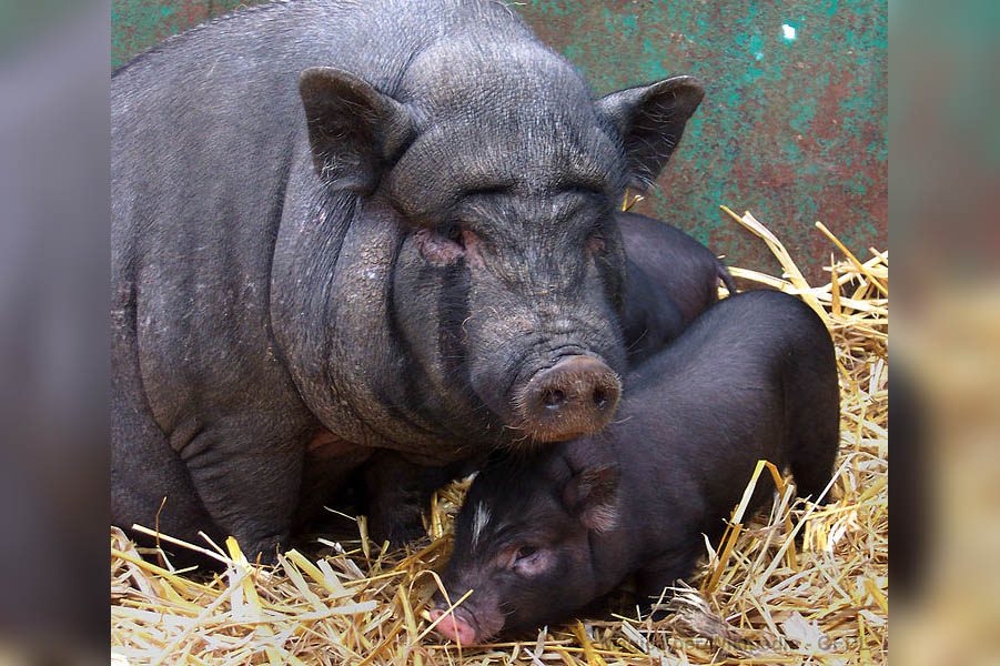 Bronte. Pericolo suini selvatici in Contrada Difesa
