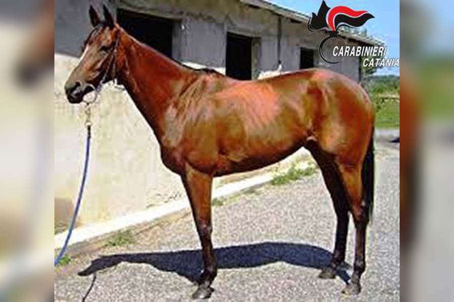 Nicolosi. Corse clandestine, sequestrato purosangue a un pregiudicato sulla sp 92