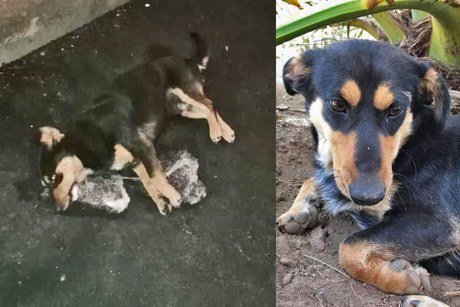 Santa Maria di Licodia. Com’è morto Birillo? Necessario far chiarezza