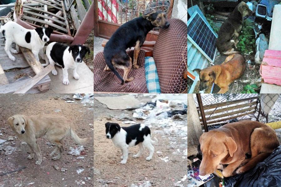 Belpasso. Nuovo appello per i dieci cani senza padrone