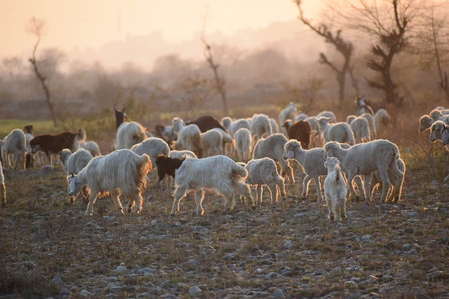 Adrano. Pecore in un fondo privato: denunciati due pastori
