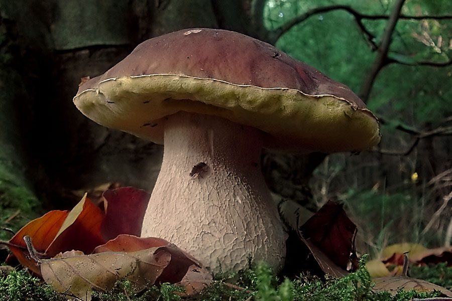 Funghi, inizia la stagione: da domani Ispettorato micologico aperto