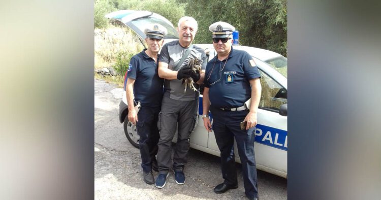 Santa Maria di Licodia. Polizia Municipale ed ufficio tecnico salvano poiana in difficoltà