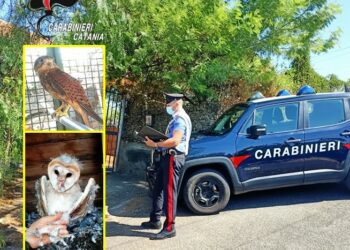 Ragalna. Catturava e deteneva uccelli protetti. Carabinieri di S.M. di Licodia denunciano 43enne