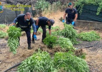 Bronte. Gdf scopre piantagione di marijuana. Arrestato 55enne