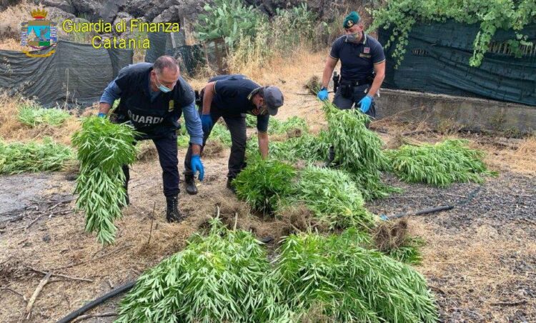 Bronte. Gdf scopre piantagione di marijuana. Arrestato 55enne