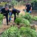 Bronte. Gdf scopre piantagione di marijuana. Arrestato 55enne