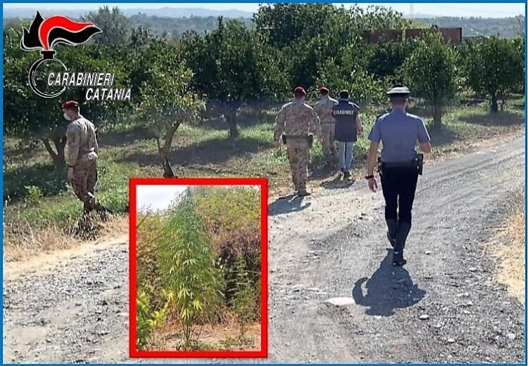 Santa Maria di Licodia. Arrestati due produttori di canapa indiana