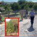 Santa Maria di Licodia. Arrestati due produttori di canapa indiana