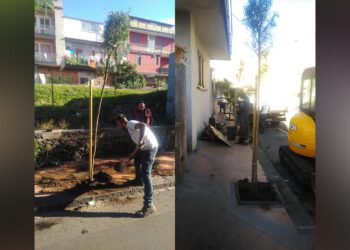 Santa Maria di Licodia. Nuovi alberi su viale Libertà