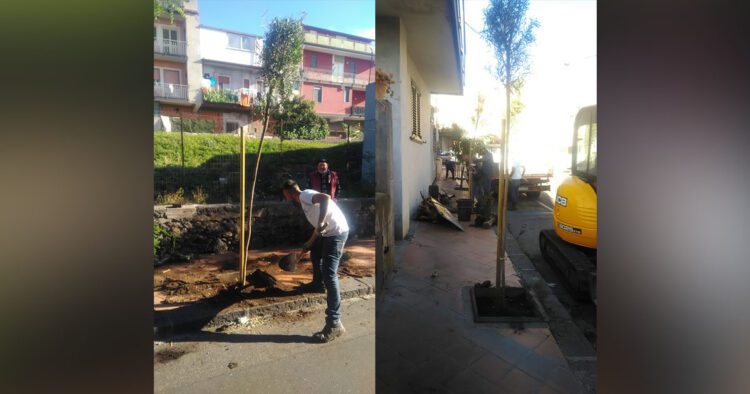 Santa Maria di Licodia. Nuovi alberi su viale Libertà