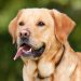 Biancavilla. All’interno della villa comunale sorgerà un’area di sgambamento canina
