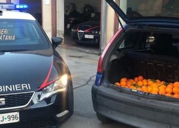 Paternò. Carabinieri denunciano 3 persone per furto di arance