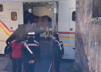 Santa Maria di Licodia. Maltrattamento animali: tre denunce e 3 cavalli sequestrati