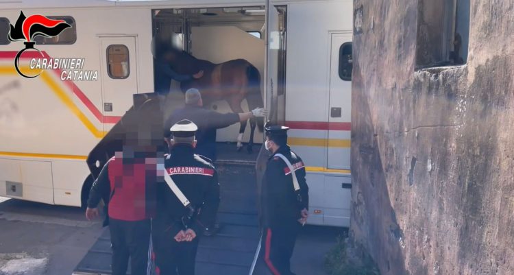 Santa Maria di Licodia. Maltrattamento animali: tre denunce e 3 cavalli sequestrati