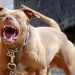 Adrano. Pitbull rompe guinzaglio e azzanna famiglia all’interno della villa comunale