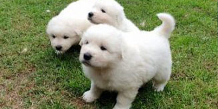 Acireale. Avvelenati quattro cuccioli di cane