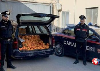 Paternò. Percettori di Reddito di cittadinanza vendevano arance rubate. Due Arresti