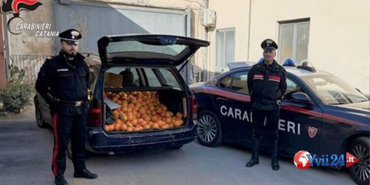 Paternò. Percettori di Reddito di cittadinanza vendevano arance rubate. Due Arresti