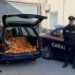 Paternò. Percettori di Reddito di cittadinanza vendevano arance rubate. Due Arresti