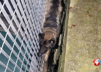 Catania. Cane incastrato tra muro e recinzione