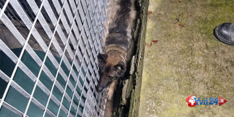 Catania. Cane incastrato tra muro e recinzione