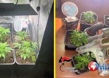 Catania. Arrestata spacciatrice col pollice verde