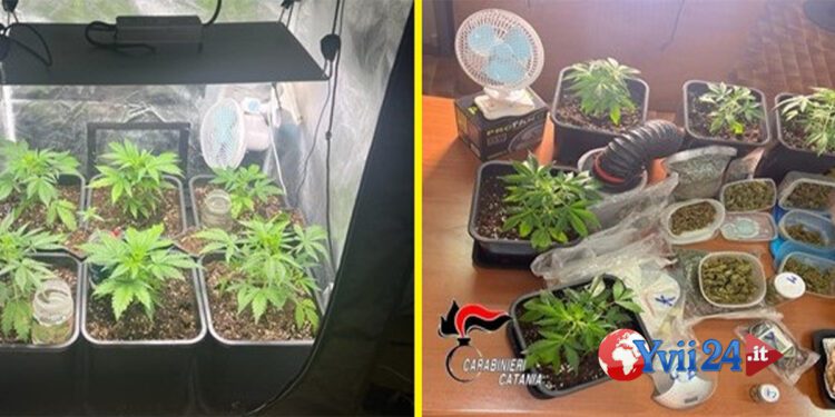 Catania. Arrestata spacciatrice col pollice verde