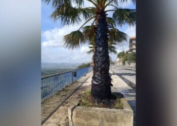 S.M. di Licodia. In fiamme palme della “Panoramica”