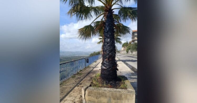 S.M. di Licodia. In fiamme palme della “Panoramica”