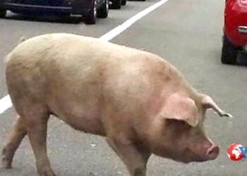 Sicilia. Maiale preso a calci per strada. Gli animalisti denunciano