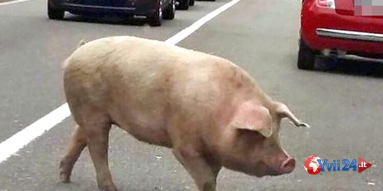 Sicilia. Maiale preso a calci per strada. Gli animalisti denunciano
