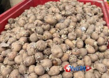 Smaltite le 16 tonnellate di patate senza certificazione sequestrate a Patti (ME)
