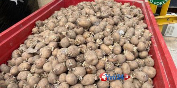 Smaltite le 16 tonnellate di patate senza certificazione sequestrate a Patti (ME)