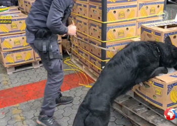 Italia. Sequestro di 2700 kg di cocaina purissima